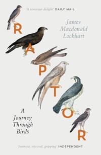 Raptor: A Journey Through Birds - James Lockhart