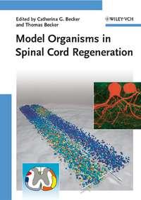 Model Organisms in Spinal Cord Regeneration, Thomas  Becker аудиокнига. ISDN43517672