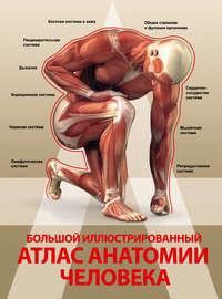 Большой иллюстрированный атлас анатомии человека, audiobook Анны Спектор. ISDN19274834