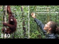 Орангутан: не создан для семейной жизни, аудиокнига Евгении Тимоновой. ISDN28984428