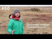Летающие лошади Пржевальского, audiobook Евгении Тимоновой. ISDN28984492