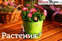 Путаница, или Почему так назвали цветы?, książka audio Сергея Денисевича. ISDN29606310