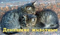 Почему мурлыкает кошка?, audiobook Марины Селивановой. ISDN29610709