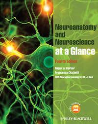 Neuroanatomy and Neuroscience at a Glance,  audiobook. ISDN33814006