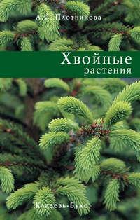 Хвойные растения - Лилиан Плотникова