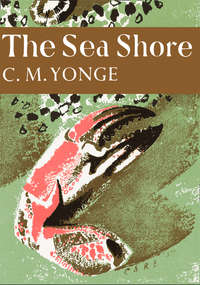 The Sea Shore - C. Yonge