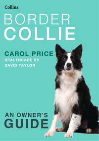 Border Collie - Carol Price