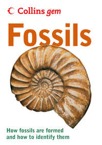 Fossils - Douglas Palmer