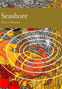 Seashore - Peter Hayward