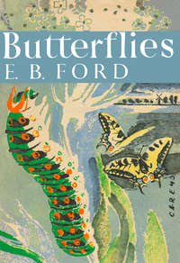 Butterflies - E. Ford