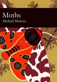 Moths - Mike Majerus