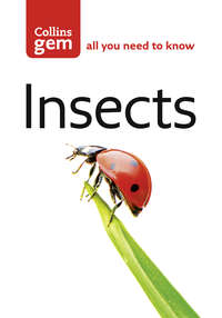 Insects - Bob Gibbons