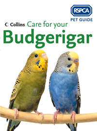 Care for your Budgerigar - RSPCA