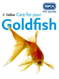 Care for your Goldfish - RSPCA