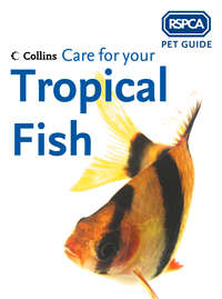 Care for your Tropical Fish - RSPCA