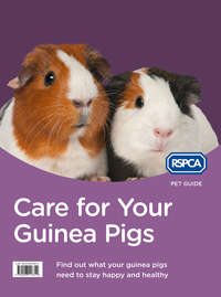 Care for Your Guinea Pigs - RSPCA