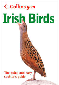 Irish birds - Norman Arlott