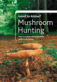 Mushroom Hunting - Patrick Harding