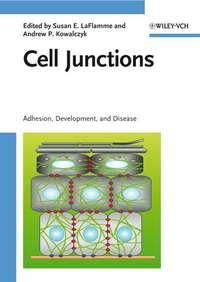 Cell Junctions - Andrew Kowalczyk