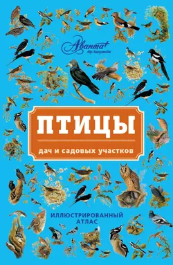 Птицы дач и садовых участков - Владимир Бабенко