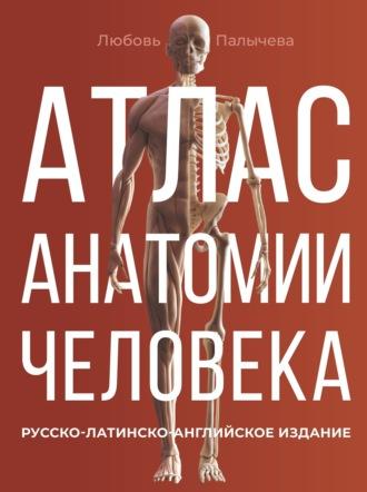 Атлас анатомии человека. Русско-латинско-английское издание - Любовь Палычева